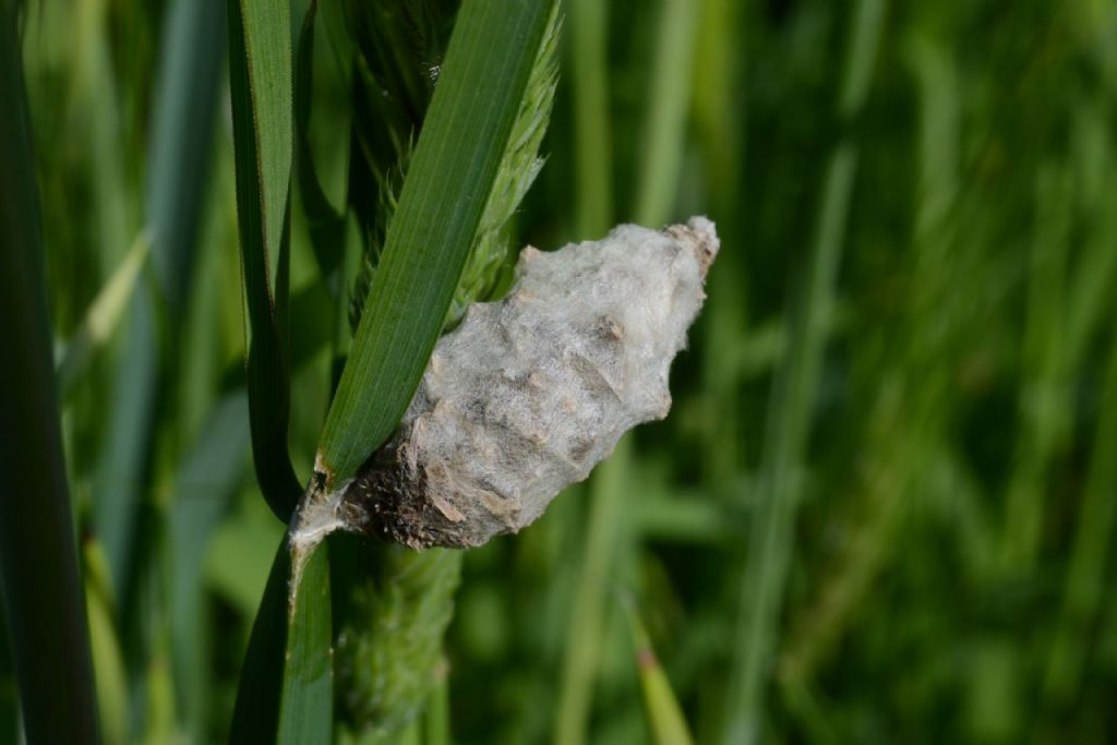 Bozzolo su graminacea